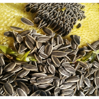 Aykır JUMBO Alaca Tuzlu Çekirdek 5 kg